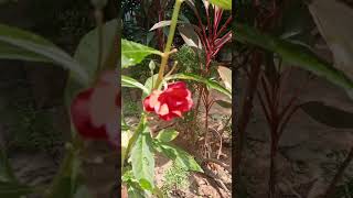 Impatiens balsamina Plant❤️homegarden 🌱🌼🤩 [upl. by Lach]