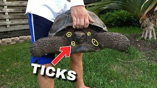 PULLING TICKS OFF TORTOISES We FOUND MORE Update [upl. by Meares968]