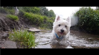 Westie Water Time  Dogs POV [upl. by Eamon825]