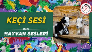 KEÇİ SESİ  HAYVAN SESLERİ [upl. by Levon]