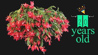 How to Grow and Care for the Thanksgiving Cactus [upl. by Gascony95]