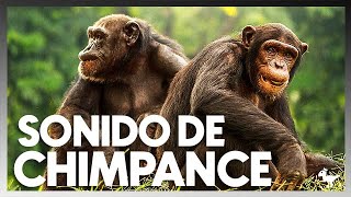 •SONIDO DE CHIMPANCE EN LA VIDA REAL [upl. by Desirea336]