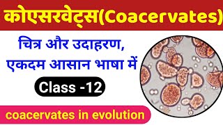 कोएसरवेट्स क्या है  coacervates class 12  evolution class 12 biology  coacervate biology class 12 [upl. by Adnaugal]