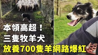 本領高超！三隻牧羊犬放養700隻羊網路爆紅  可愛動物  國際新聞 [upl. by Victoria60]