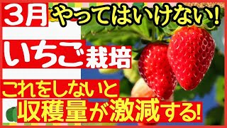 【超重要！いちご栽培】甘くて大きなイチゴを育てる最強の秘訣！一番大事な3月〜4月の管理で味と収穫量が決まる♪〜初心者・プランター栽培〜肥料と追肥 [upl. by Far]