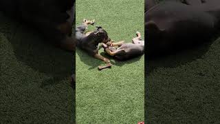 The Pit Bull amp The African Fish pitbull puppy play dogbreed [upl. by Edmonda663]