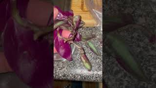 Trying to Save Tradescantia zebrina BKA Silver Inch Plant [upl. by Adnama621]