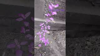 My purple tree ytshorts sopportme subscribers likeandsubscribe viralvideo browsefeatures [upl. by Einial]