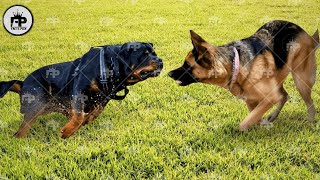 Rottweiler Dog vs German Shepherd Comparison Whos Better [upl. by Rebmetpes]