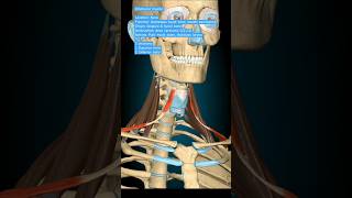 Omohyoid Muscle humananatomy anatomy humanbody skullanatomy [upl. by Tedmund]