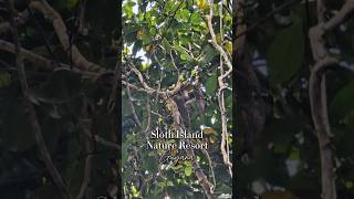 Sloth Island Nature Resort Guyana 🇬🇾 sloth guyana southamerica [upl. by Raimondo]