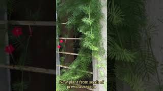 Cypress vine Ganesh vel Ipomoea quamoclit Hummingbird vine Annual vine with small pretty red flowers [upl. by Rowney518]