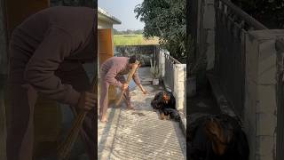 Mother Rottweiler protecting puppies ‼️✅rottweiler security puppies shortsfeed [upl. by Niatsirk952]