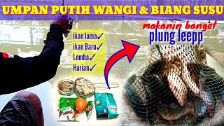 UMPAN PUTIH WANGI BIANG SUSU AMISAN IKAN NILA MAKANIN BANGETIKAN LAMA IKAN BARU BUAT LOMBA amp HARIAN [upl. by Hildegard712]