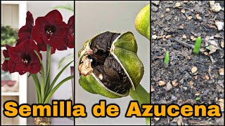 SIEMBRA SEMILLA De AZUCENA AMARILIS Hippeastrum amarillys [upl. by Archibaldo579]