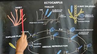 Ectocarpus [upl. by Naellij990]