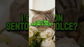 Sapevi che I GATTI NON SENTONO il SAPORE DOLCE 😱🐈 [upl. by Hillie]