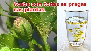 Acabe de uma vez com todas as pragas nas plantas [upl. by Suolevram]