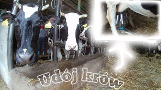 Udój krów🐄  Bydło mleczne 2  Dojarka przewodowa Alfa Laval👍 [upl. by Poole262]