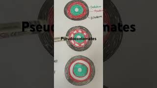 Coelom  Body cavity  Acoelomates  Pseudocoelomates  Eucoelomates [upl. by Karwan]