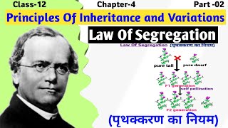 Mendels Law of Segregation Explained  Principle of inheritance and variation  Class 12 Biology [upl. by Martz196]