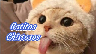 🐱 Gatitos Chistosos Parte 1🐱😂 [upl. by Ydnirb587]