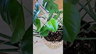 When Do Monstera Leaves Split monstera [upl. by Vanda]