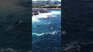 Large pod of feeding dolphins put on a show for onlookers at Clovelly Beach September 2024 [upl. by Llednil]