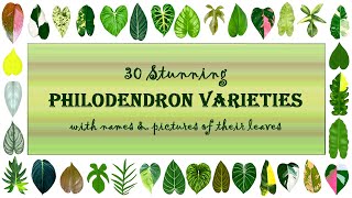 30 Stunning Philodendron varieties with names and pictures  Tropical Aroids  Beautiful Foliage [upl. by Nnylyma]