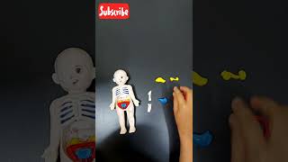 Human Organ Model kids learning activity human shorts [upl. by Kroy596]