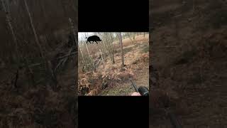 GROS SANGLIER MORT SUR LE COUP  CHASSE SOLOGNE chasse hunting hunt sanglier wildboar keiler [upl. by Aielam247]