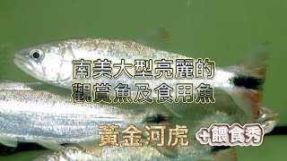 南美大型亮麗的觀賞魚及食用魚黃金河虎Salminus brasiliensis [upl. by Alaikim202]