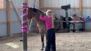 future horse trainer PONY MASTER Curyll Pretty in Pink Welsh pony [upl. by Sherurd]