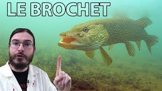 LE BROCHET  LA PÊCHE  LES TECHNIQUES 2020 🔴De A à Z🔴 [upl. by Retxab]