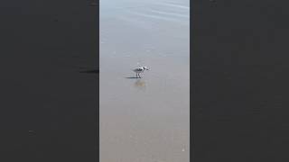 Sanderling shorebird [upl. by Ynnavoig]