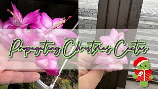 How To Grow Christmas Cactus From Cuttings In Soil [upl. by Malcom]