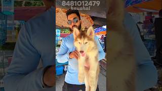 Blue eyes husky💥sell in low💥 price at serampore pet market dogs dogloverseramporepetmarket virel [upl. by Shaikh]