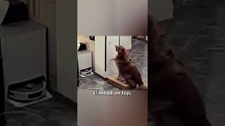 This Clever Dog Help Its Owner Fetch the Keys [upl. by Allyson800]