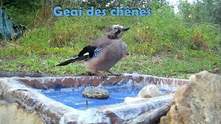 GEAI des CHENES filmé par le piège vidéo [upl. by Akerdnuhs]