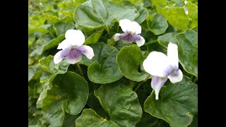 Viola banksii How to grow and care for Australian native violet Trish The Gong Gardener [upl. by Hnad476]