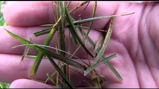 Rust Disease In The Lawn  Lawn Rust Fungus [upl. by Immat]