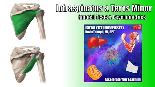 Infraspinatus Tears  Special Tests  Rationale amp Interpretation [upl. by Iana]