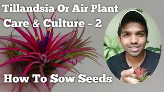 Tillandsia Air Plants From Seeds  How to Collect amp Sow Seeds  Nandanam Exotics  By Nirmal [upl. by Soll]