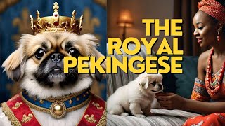 The Royal Pekingese The Adorable and Intelligent Lion Dog [upl. by Hume]