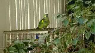 Blue Fronted Amazon Parrot Holly LOVES to sing to Journey [upl. by Albert534]