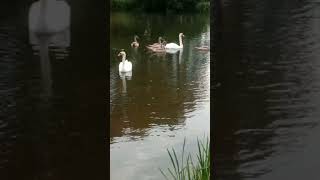 Swans and signets bowood lakes 💛 [upl. by Ginsberg298]