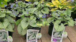 Brunnera Jack Frost Siberian Bugloss  SUPERB Award Winning Shade Loving Perennial [upl. by Eeral]