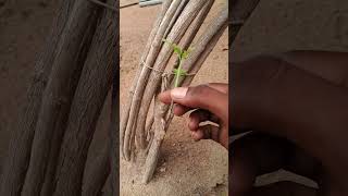 Grafting Jasminum grandiflorum with curry treegraftingjasminumcurrytreeshortsshortviral [upl. by Ardys326]