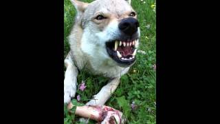 Hidalgo Growl  Czechoslovakian Wolfdog [upl. by Allayne2]