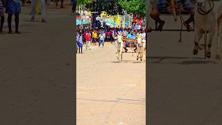 Reklarace pallivilai bullrider reklawhatsappstatus bull kanyakumari rajreya bull halikar [upl. by Erodaeht]